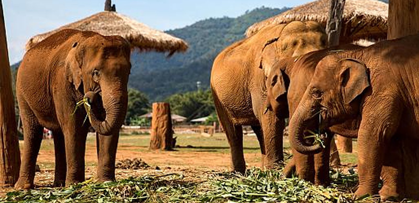 Baan Chang Elephant Park, Chiang Mai