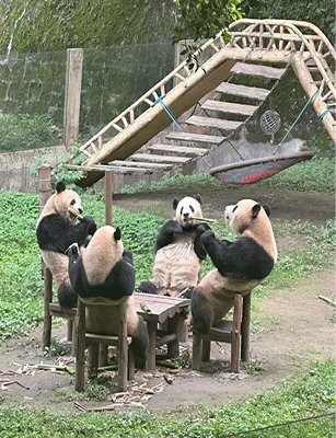 China pandas