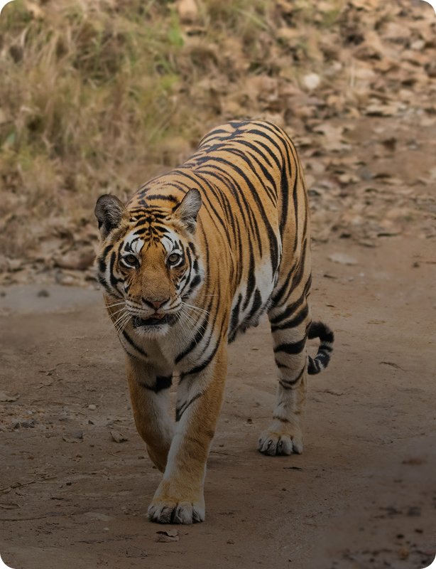 India Tiger Safari tour in Ranthambore National Park with wild tigers and wildlife adventure