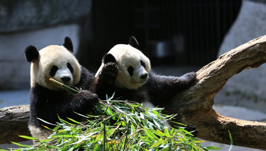 Giant Panda Babies, Chengdu