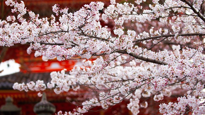 Cherry Blossoms in Japan