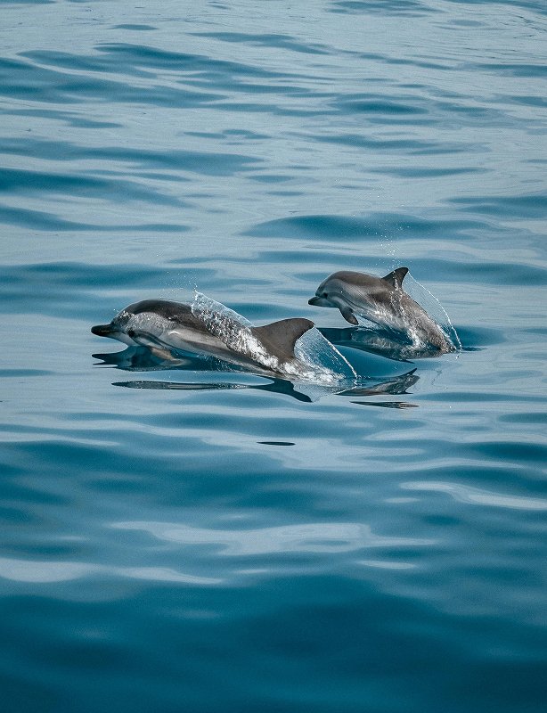 Amazon Rainforest Tour Feature