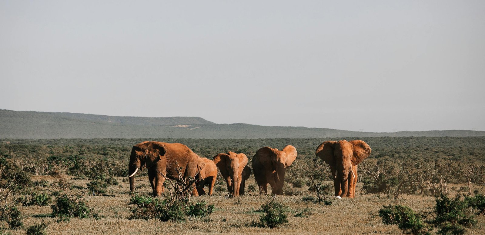 Baan Chang Elephant Park
