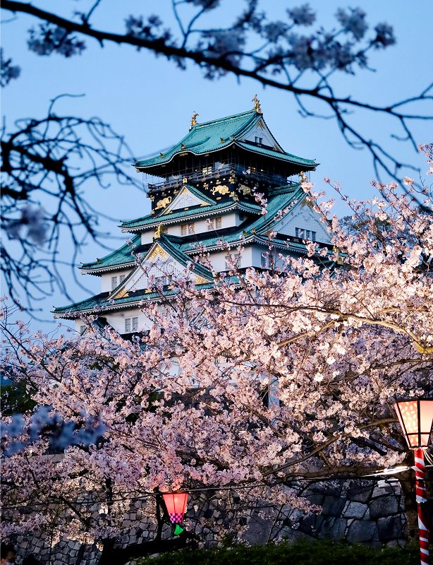Cherry Blossom Tour in South Korea Feature
