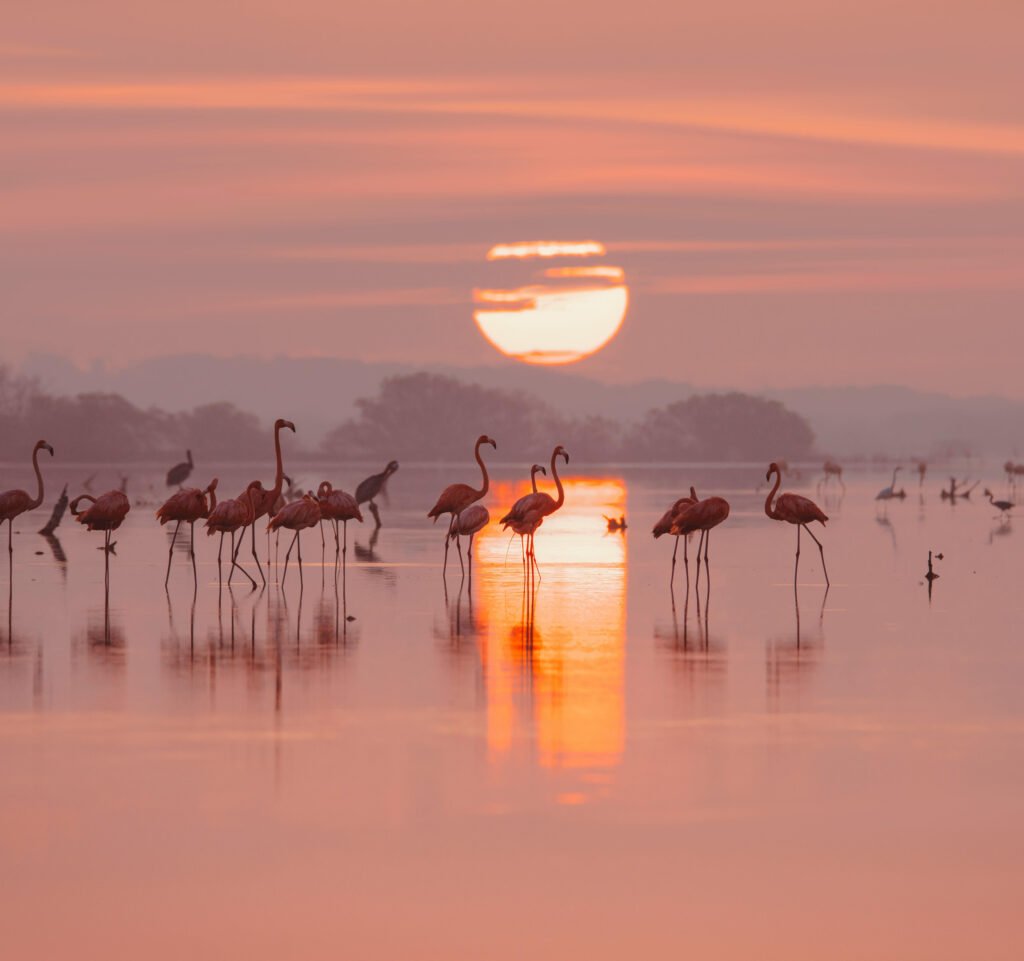 flamingos featured img