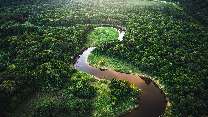 Amazon Rainforest