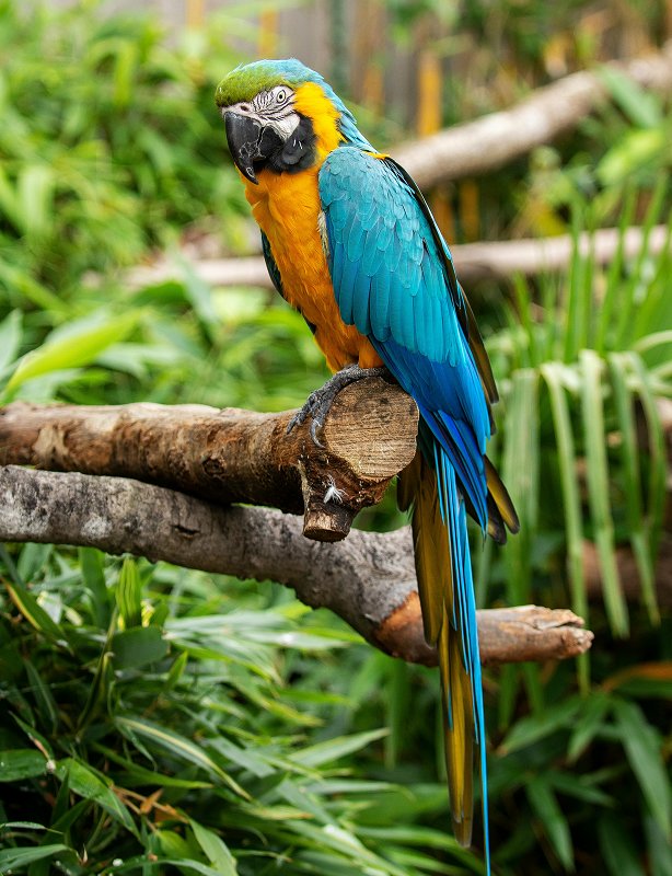 Bali Wildlife Tour Feature