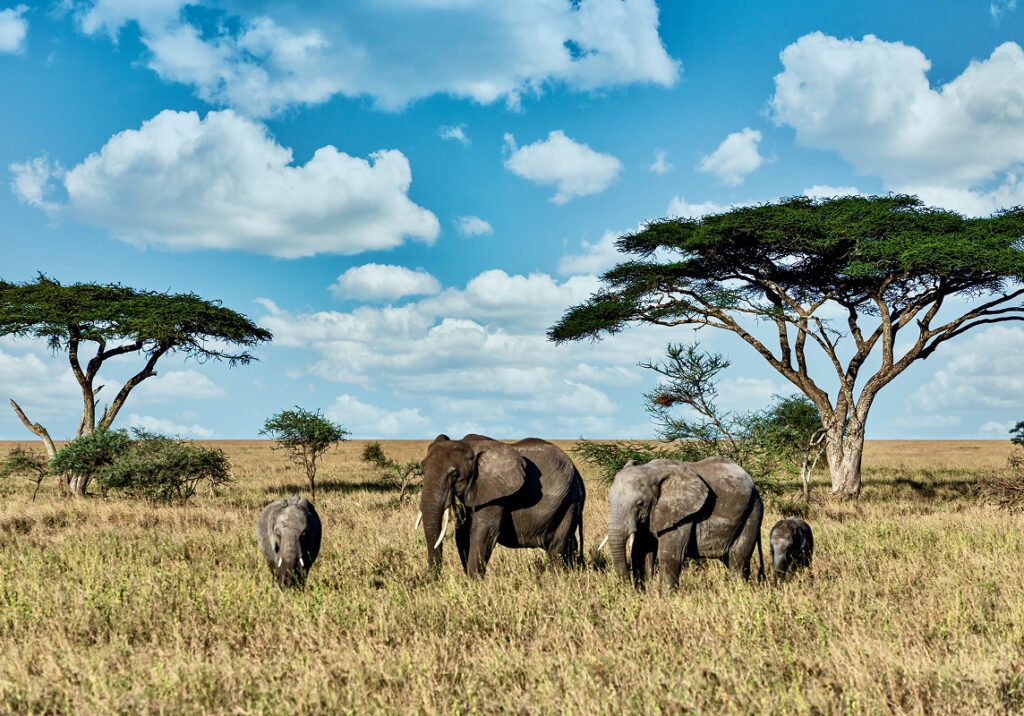 Maasai Mara National Park, Kenya