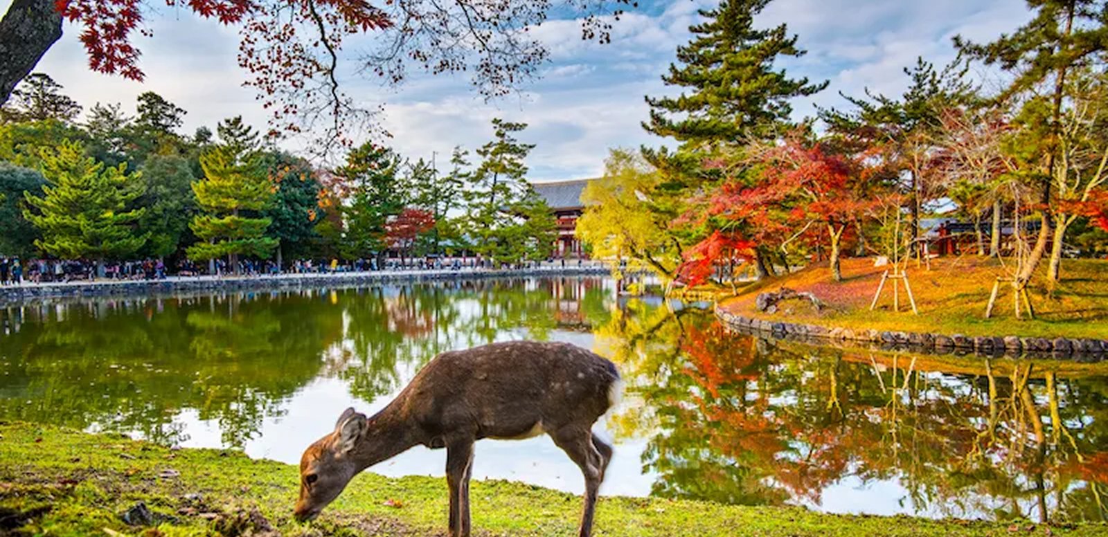 Nara Park
