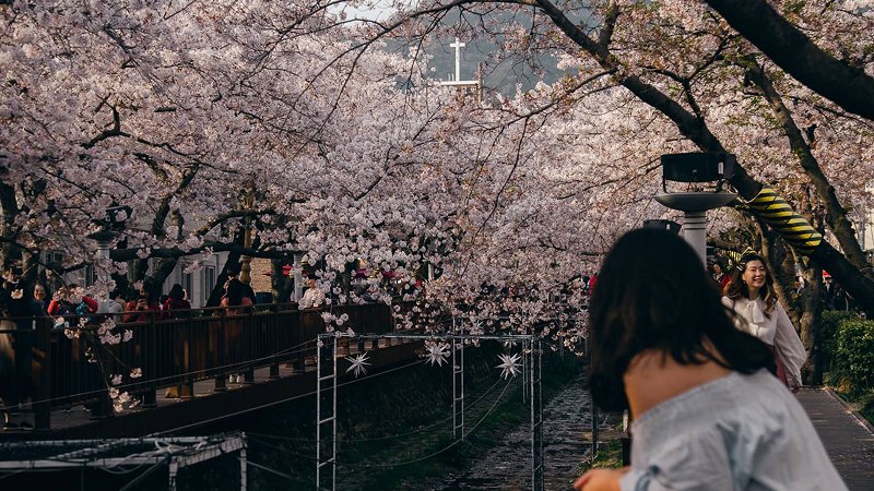 Spring (April–May) – Cherry Blossom Season