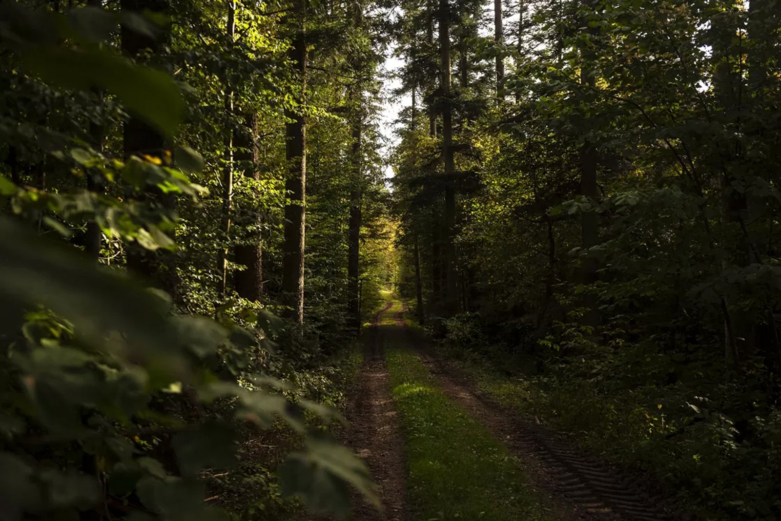 Black Forest Glamping 2026 Best Stays for Nature Lovers in Germany Feature