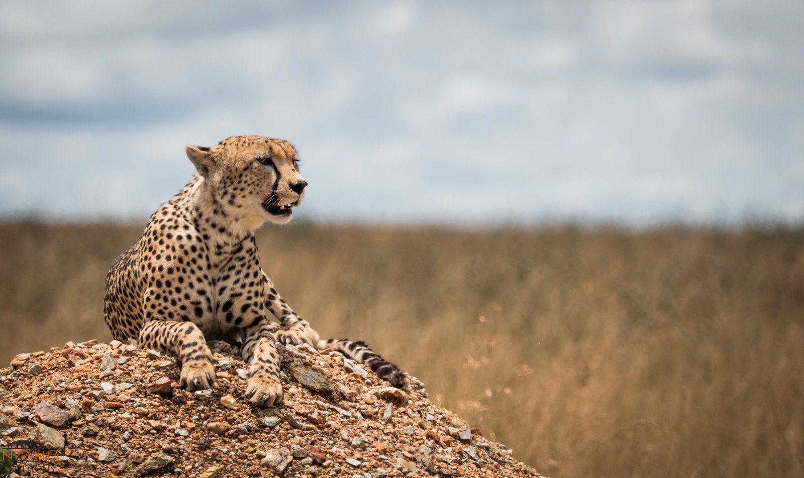 Complete Tanzania Travel Guide Safari, Zanzibar & Kilimanjaro Adventure Feature