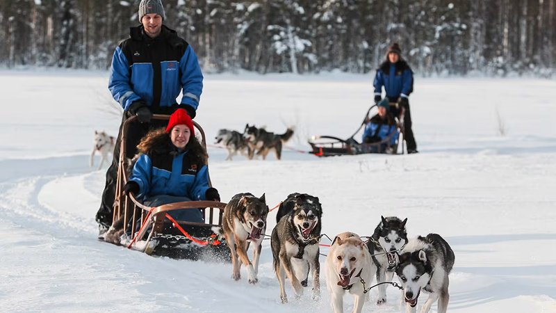Dog Sledding in Swedish Lapland