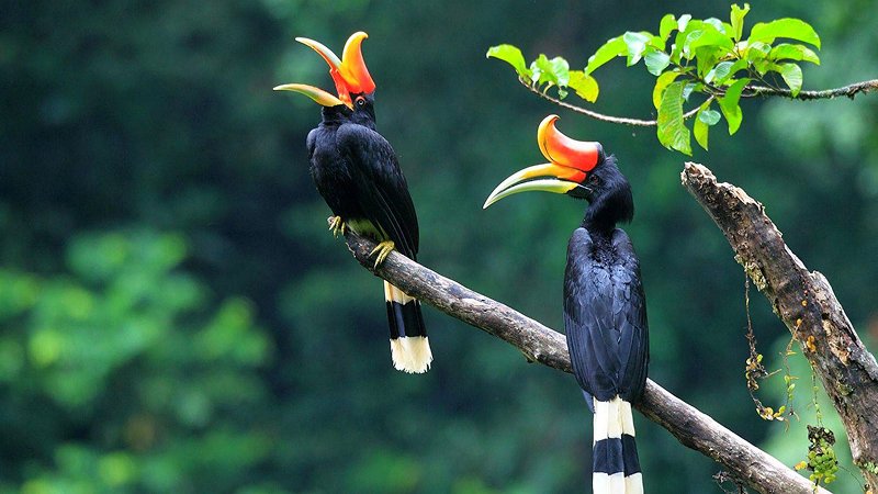Explore Sarawak — Land of the Hornbills