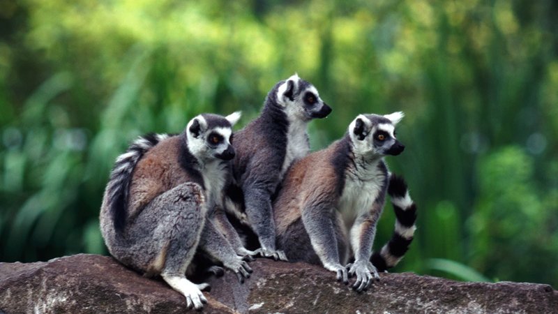 Full Day in Andasibe-Mantadia National Park — Lemurs & Indri