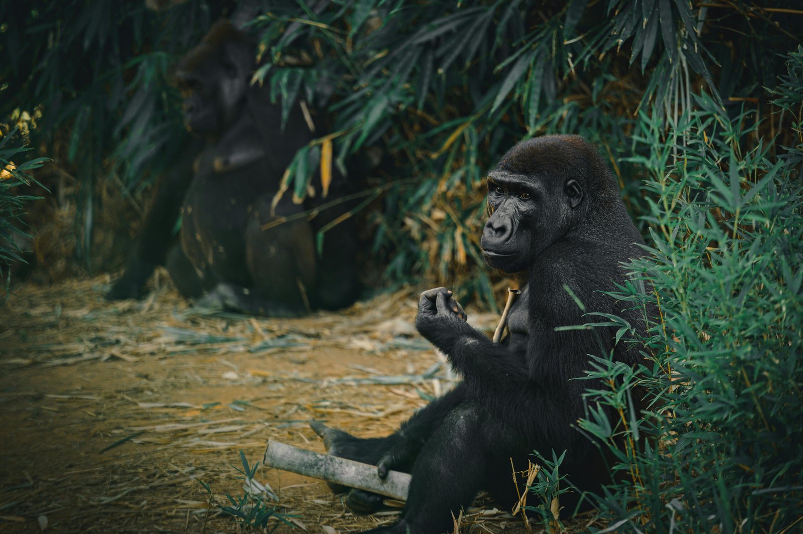 Gorilla Trekking in Uganda The Ultimate Guide to Africa’s Most Incredible Wildlife Experience