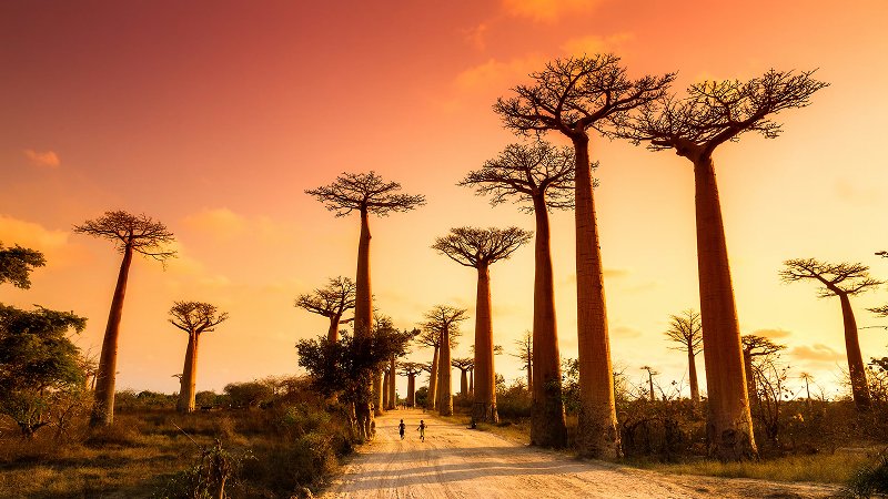 Isalo to Morondava — Avenue of the Baobabs at Sunset