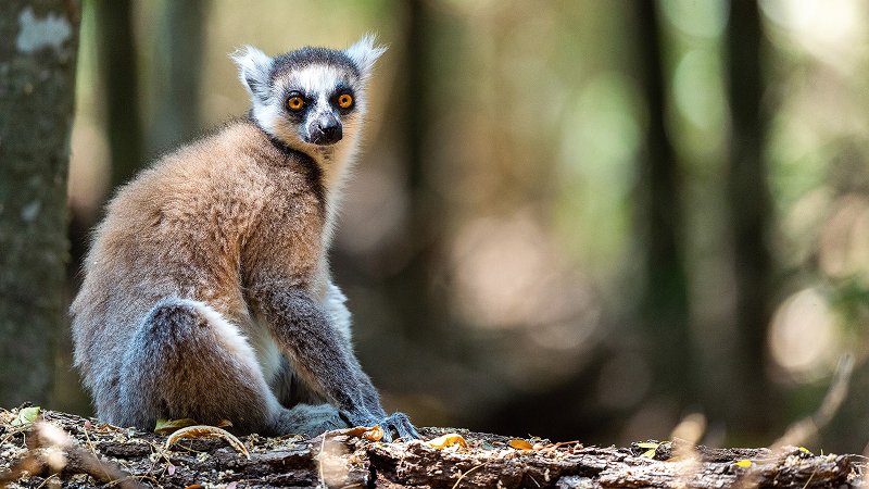 Lemurs of Madagascar
