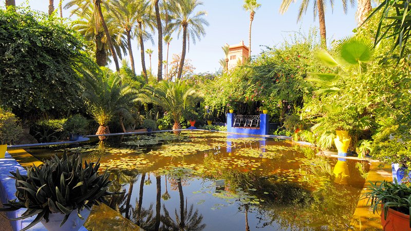 Lose Yourself in the Majorelle Garden