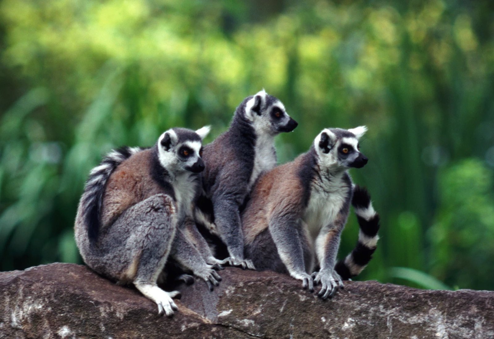 Madagascar Wildlife Travel Guide Lemurs, Baobabs & National Parks You Must Explore