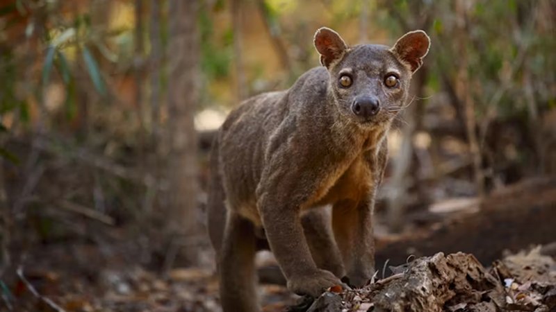 Morning Baobabs & Kirindy Forest — Wildlife Finale