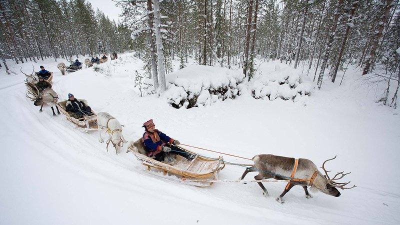 Reindeer Sleigh Rides with the Sami People