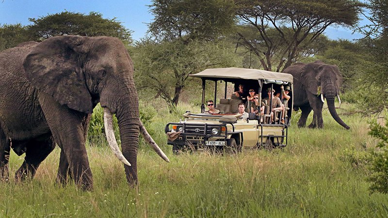 Tanzania Safari Guide