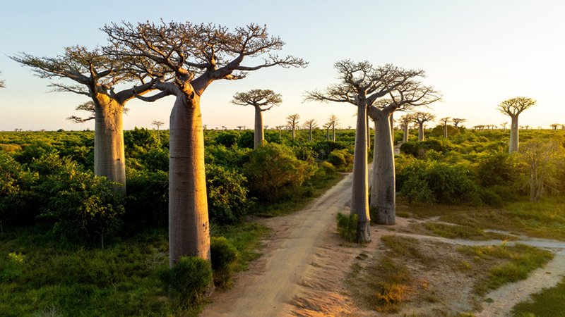 The Baobabs of Madagascar
