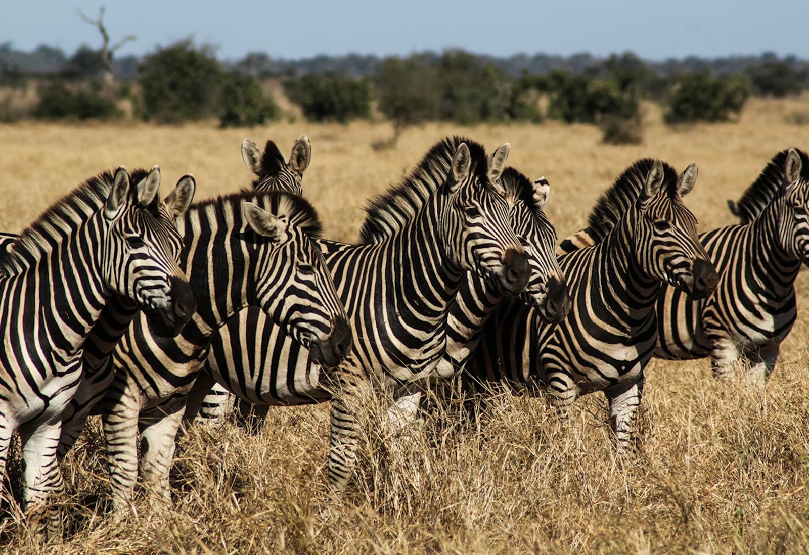 The Great Wildebeest Migration 2025 – Ultimate Kenya Safari Guide You Can’t Miss Feature