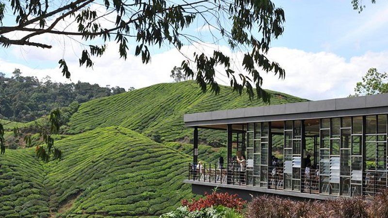 Unwind in the Cameron Highlands — Malaysia’s Cool Green Escape