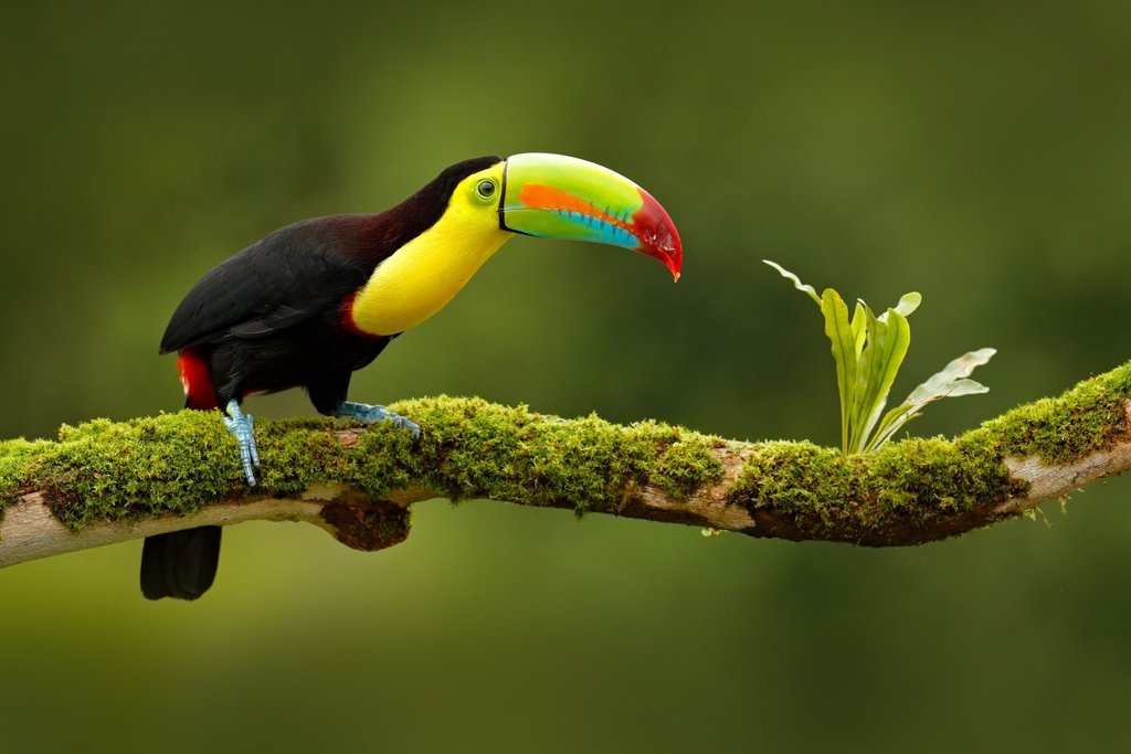 Wildlife in Ecuador