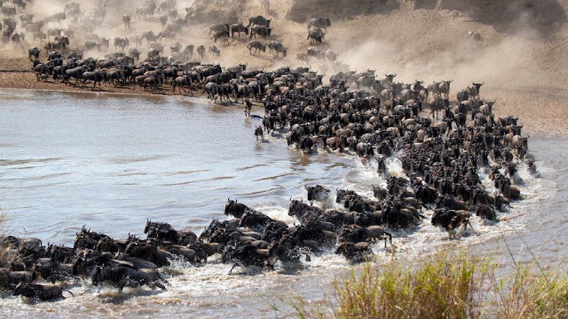 Great Wildebeest Migration 2025 – Mara River Crossing in Kenya's Maasai Mara