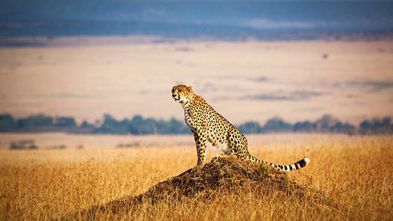 Lions hunting wildebeest during the Great Wildebeest Migration in Kenya's Maasai Mara